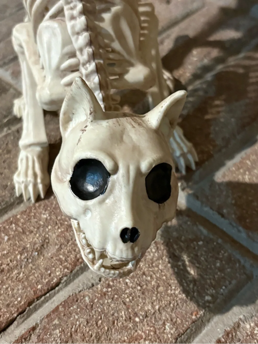 Crazy bonez Seasons cat skeleton Halloween props scary